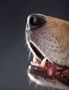 Image of a dog snout with teeth showing