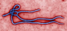 Ebola virus virion