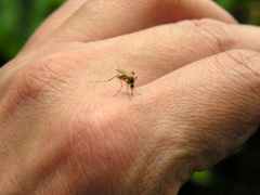 Mosquito biting a hand
